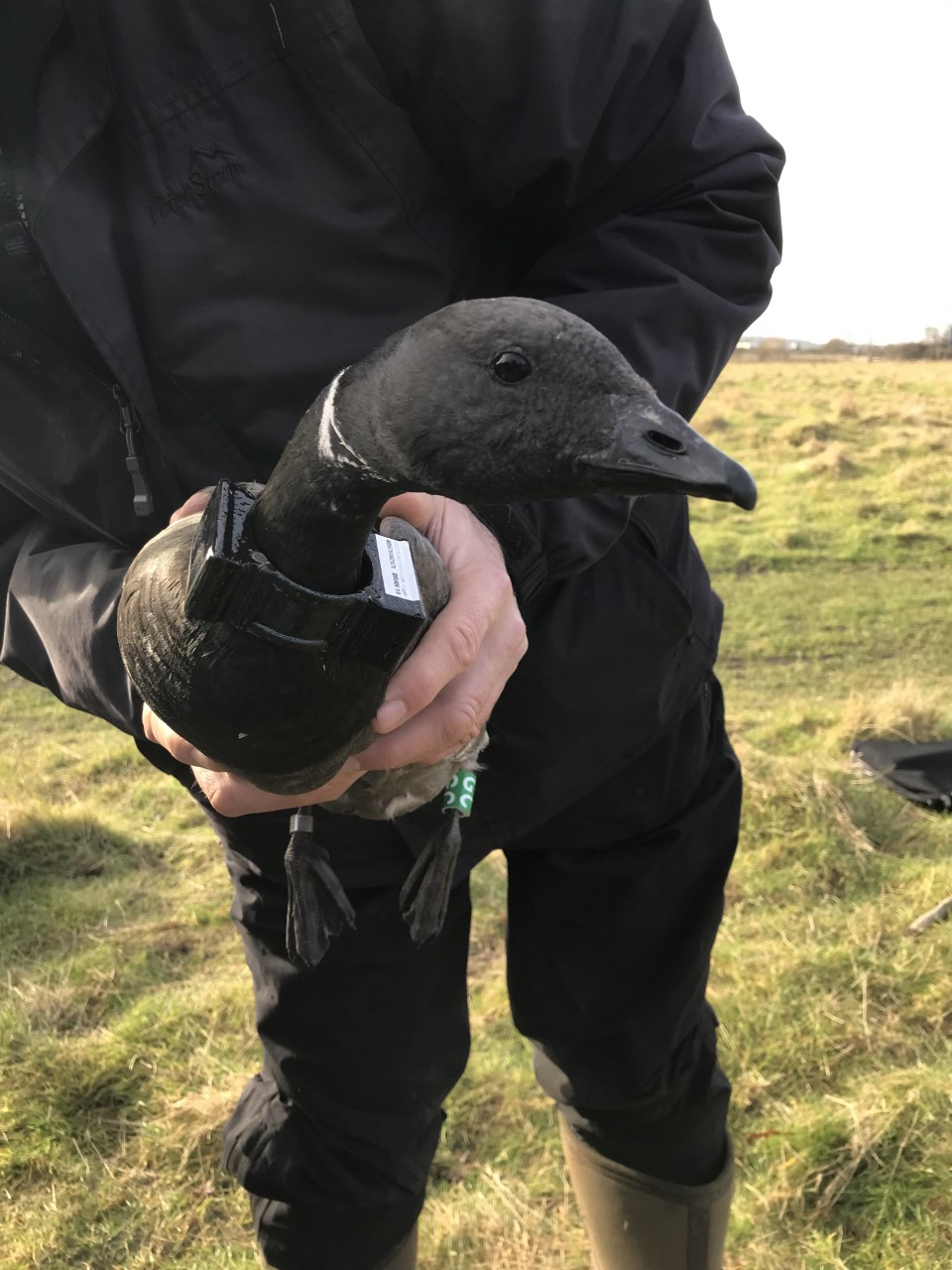 Tracker Bird 2 5 Feb 22