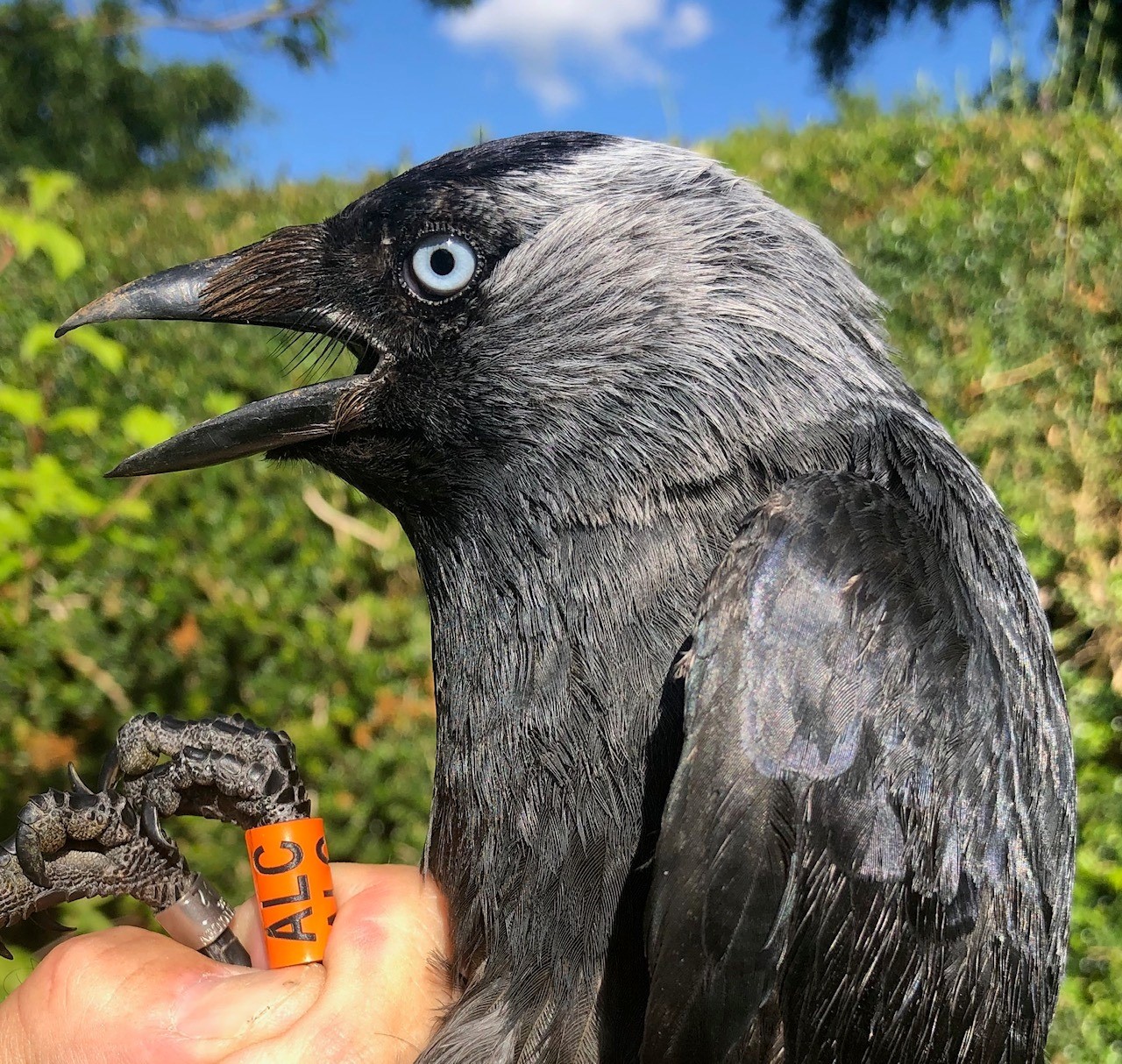 Jackdaw ALC